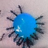 餵螞蟻喝糖水，結果螞蟻居然「變色」了！看牠們一隻隻變身讓人覺得太療癒啦ＸＤ！