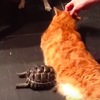 「知道偶的可怕了吧！」超生氣的龜龜一直「頭槌」毫不知情的貓咪，最後笑死人啦ＸＤＤ！