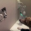 小狗看到老鼠掙扎鑽出牆，衝上去幫忙，但結果居然......網友全部嚇呆啦！