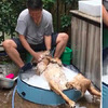 網友曬出爸爸幫黃金洗澡的照片，網友笑噴：一看就知道狗狗在家地位！