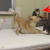狗狗在床上展開領土爭奪大戰，但旁邊兩隻貓咪的反應絕對超級經典XD