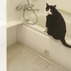 浴缸放好水後，超愛沐浴貓貓自己跑到浴缸上...「快來幫朕擦澡！！」（影片）