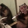 幹嘛全部都看我刷牙？我想當一隻精緻的猴子不行嗎？