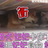 秋田卡在床底下， 主人用食物誘拐拯救，卻半路殺出程咬金！