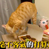 喵皇看見臭豆腐，反應讓主人哭笑不得!!! #那是食物啦 #在撈貓砂XD