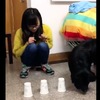 厭世狗系列：主人用「杯子遊戲」測試狗狗智商，狗狗完全不想理她