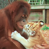 溫馨！溫柔紅毛猩猩樂當虎寶寶「猩」爸，抱抱餵奶全都來！