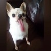 狗狗想舔酸奶，舌頭伸出「超逆天」的長度