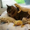 厲害！這隻貓咪和「烏龜」、「蜥蜴」都能當好朋友