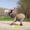 只要有一隻大象助攻，人人都可以成為「麥可喬丹」