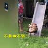 動物們玩滑梯，其他動物都沒事，狗狗彷彿與滑梯天生相衝