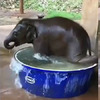 小象寶寶跳進澡盆各種打滾，看了心情也跟著變開心！