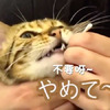 網友示範幫貓咪刷牙，喵皇奶聲奶氣喊不要 