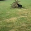 我扔了根樹枝，狗狗跑回來居然叼回了一棵樹…