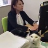 貓奴老闆！日本一辦公室允許養貓，還能拿「養貓津貼」
