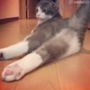 性感慵懶的貓主子，妖嬈的身姿和大長腿 網：有點撩呢