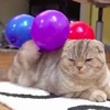 全身被用「靜電」沾滿氣球，貓咪反應可愛炸了