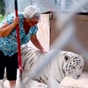 世界最猛老奶奶，一個人養一隻老虎和兩頭熊