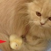 溫柔的橘貓媽媽親自收編兩隻無家可歸的小雞，甚至還會幫牠們舔舔理毛呢♥♥♥