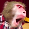小猴子第一次吃薄荷糖，被涼到上腦的表情超魔性