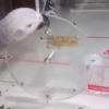 鸚鵡解開超難機關，網友驚呼：牠的智商也太高了！