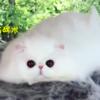 一隻快融化的波斯貓，網友看了全萌翻！！