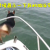 狗狗想和海豚一起玩，奮不顧身跳進海，主人整個超傻眼！