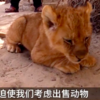 世界最慘動物園，窮到賣獅子寶寶還債