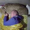 獵豹給男子當枕頭，邊睡邊打呼嚕