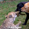 獵豹狗狗共同成長，相伴玩耍超幸福！