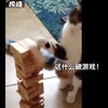 主人跟貓咪玩「疊疊樂」，貓咪惱羞成怒