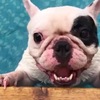 狗狗怎麼避暑？「寵物游泳池」的生意火爆