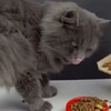 5分鐘教你用紙板做精美自動貓糧機