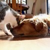 這隻小貓被其他貓咪嚴重霸凌，但卻意外和黃金獵犬成為彼此生命中最重要的靈魂伴侶(๑´ㅂ`๑)