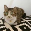 分不出真假！日本師傅製作「超逼真」貓咪羊毛氈