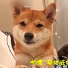 超萌柴犬諮詢師，保證幫你趕走不開心