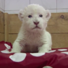 剛出生的小白獅，叫聲超可愛！
