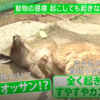 這些可愛動物睡姿引熱議：遊客以為死啦！