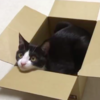 同一個紙箱竟能裝下不同尺寸的貓咪，可愛到炸裂！