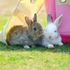 熱浪來襲！這10個幫助家中兔寶貝度過盛夏的小秘訣你知道了嗎？