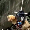 小狗掉進下水道，他用AI無人機救援，最後結局太棒了！