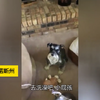 超戲精！萌狗一秒變「惡犬」，對主人呲牙咧嘴裝狠，只為拒絕洗澡