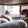 超氣！你為什麼在我床上？鬥牛犬啊嗚啊嗚低吼，用氣勢趕跑「小窩入侵者」