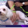 預防寵物被遺棄，韓國政府假日24小時幫忙照顧！