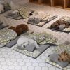 羨慕哭！韓國狗狗幼兒園課程表公開！原來牠們上學不止打鬧和睡覺！