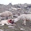 牧羊犬為保護羊群遇襲滿身血，小羊溫柔靠近：「謝謝你救了我」