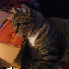 貓咪使勁磨蹭裝有木盒的紙箱模樣十分逗趣，但木盒的「內容物」絕對讓你哭到停不下來！