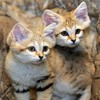 世界上最小野生貓！沙漠中的小精靈－「沙漠貓」