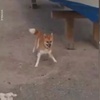 日本一隻柴犬盯上了街景車，畫風頓時變得超搞笑！