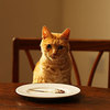 貓咪這樣吃健康嗎？專業獸醫師提供5點正確的貓咪飲食要點！